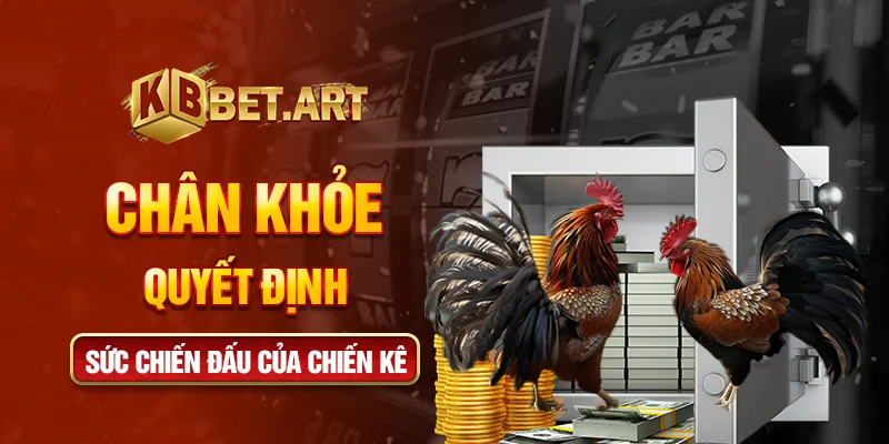 Chân khỏe quyết định sức chiến đấu của chiến kê
