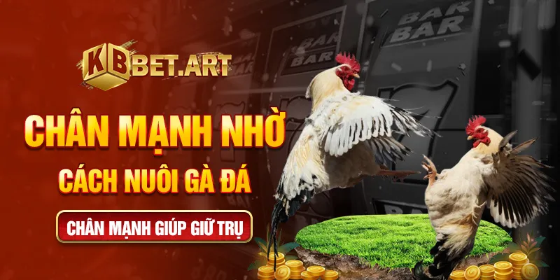 Chân mạnh nhờ cách nuôi gà đá chân mạnh giúp giữ trụ