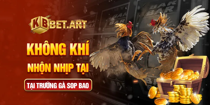 Không khí nhộn nhịp tại trường gà sop bao
