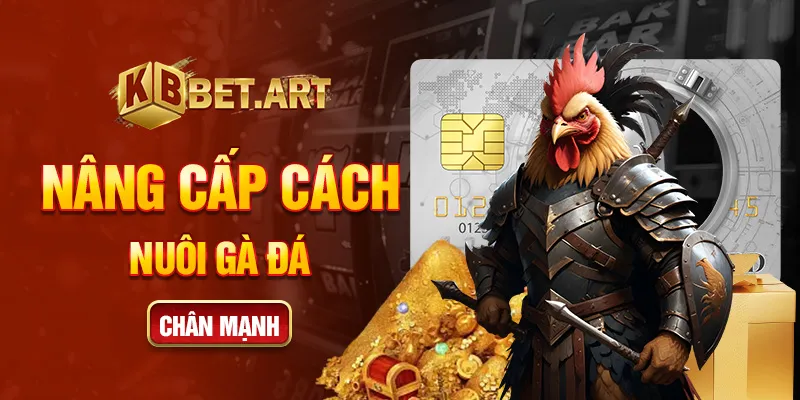 Nâng cấp cách nuôi gà đá chân mạnh