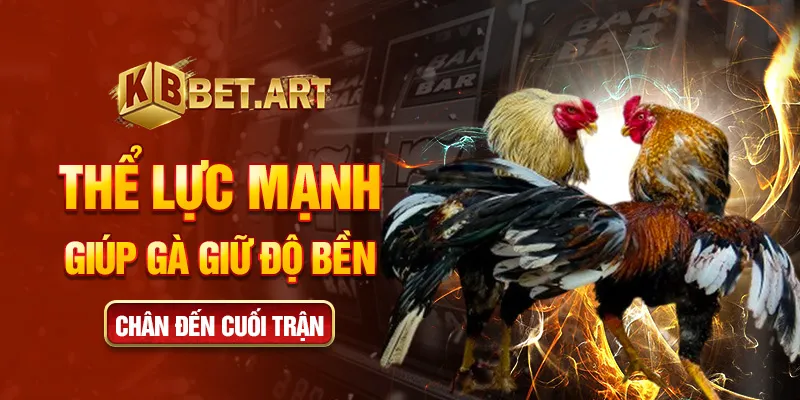 Thể lực mạnh giúp gà giữ độ bền chân đến cuối trận